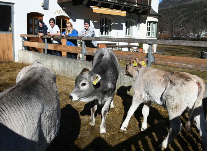 © LLA Imst Betrieb Gutshof Kälber