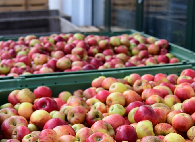 © LLA Imst Äpfel in der Steige